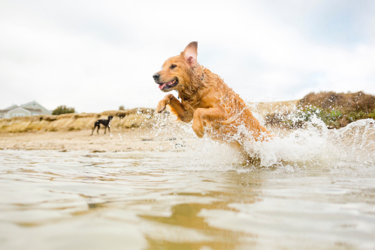 A dog jumping in the sea. What to pack for a motorhome holiday